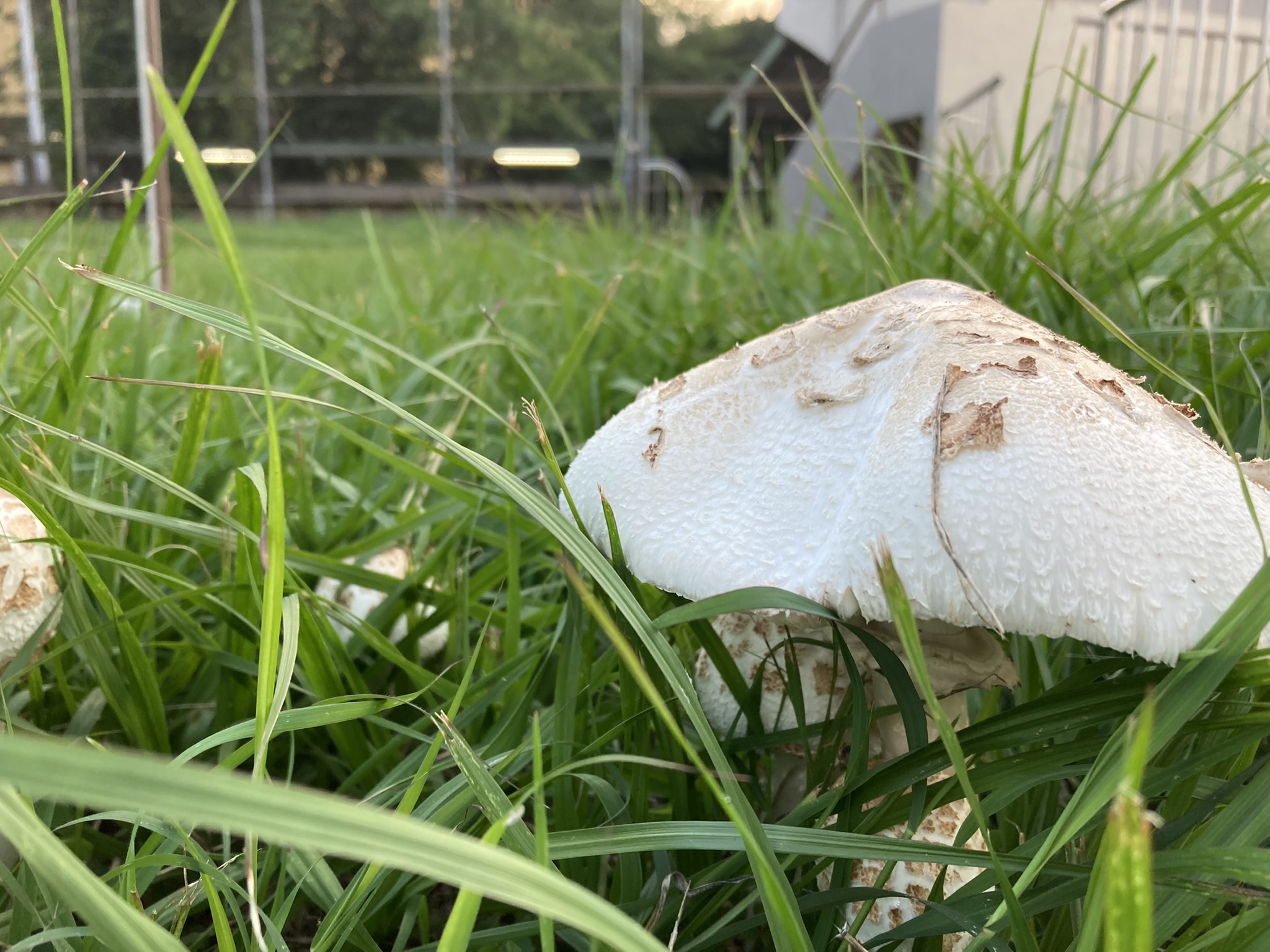 mushroom in the sport field